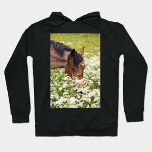 Summer Grazing Hoodie